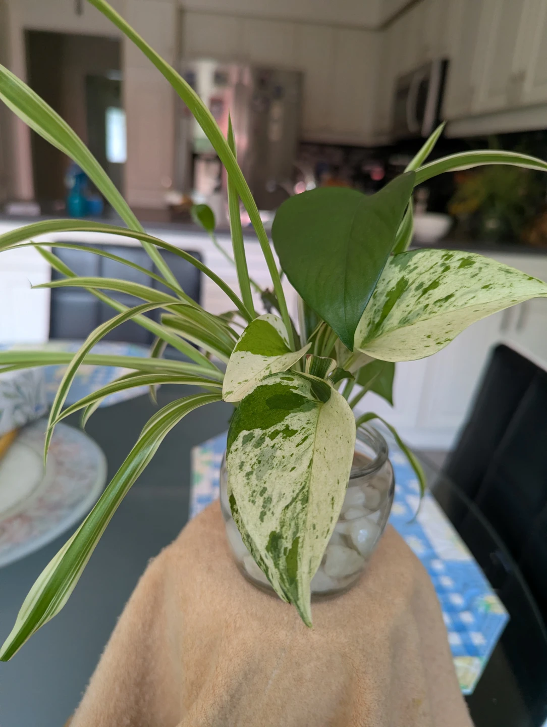 Spider Plant and Pothos in Glass Vase - photo 2