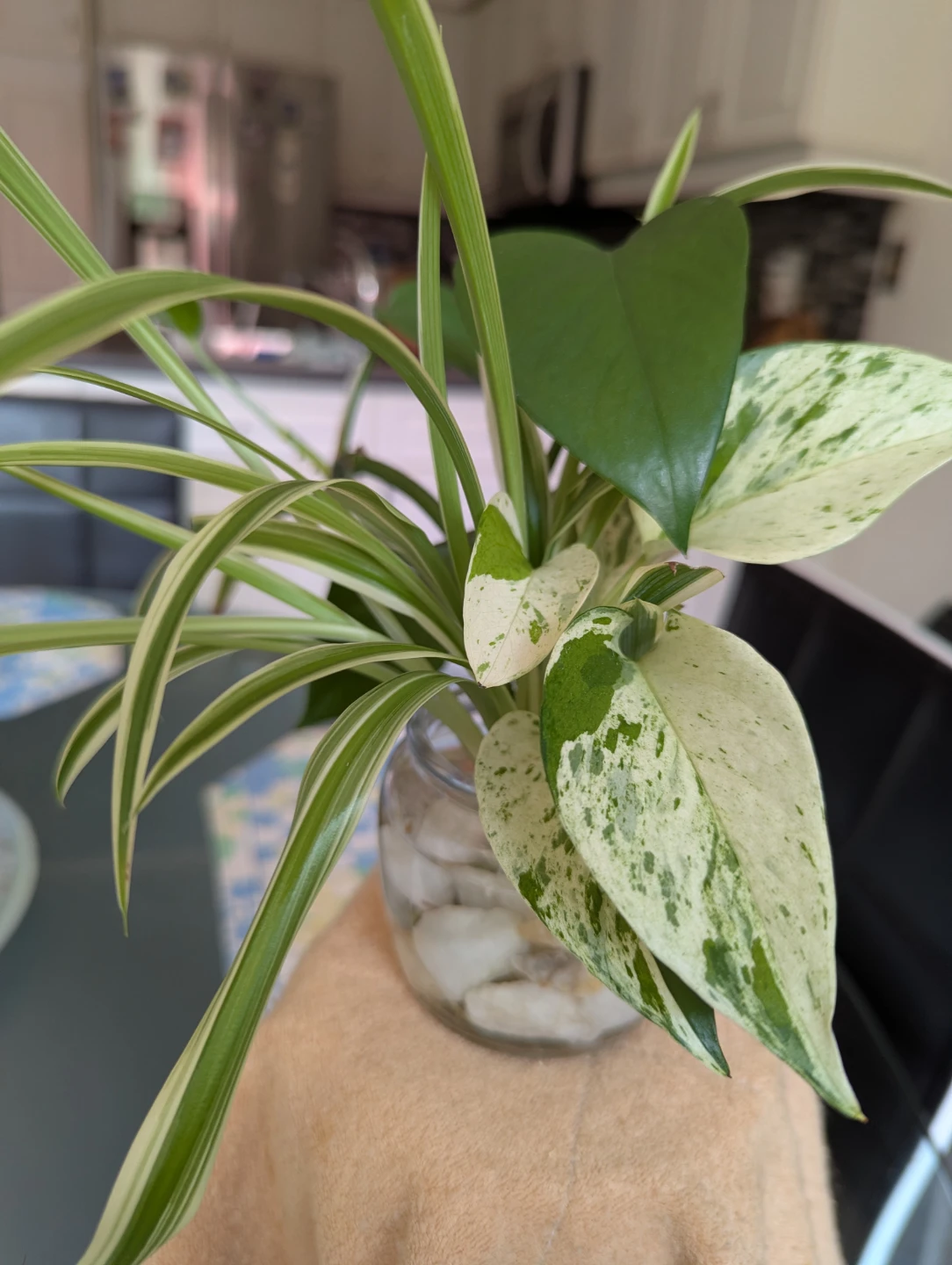 Spider Plant and Pothos in Glass Vase - photo 3