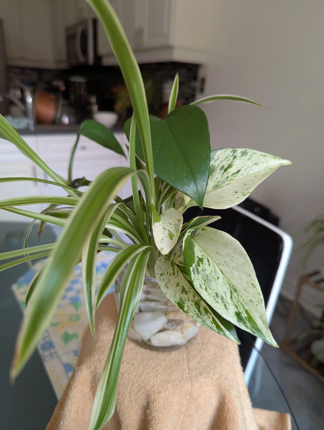 Spider Plant and Pothos in Glass Vase - photo 4