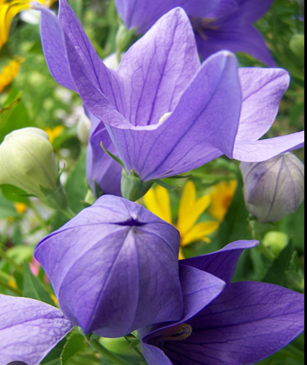 Balloon Flower - photo 5