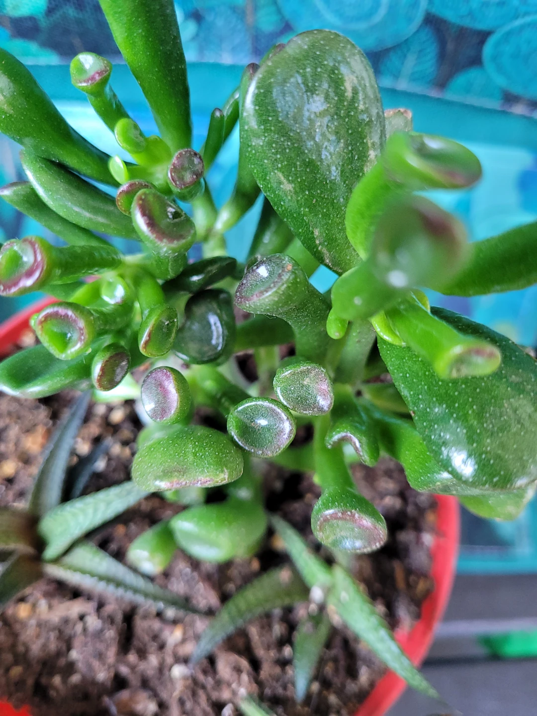 Succulent Plant - photo 3