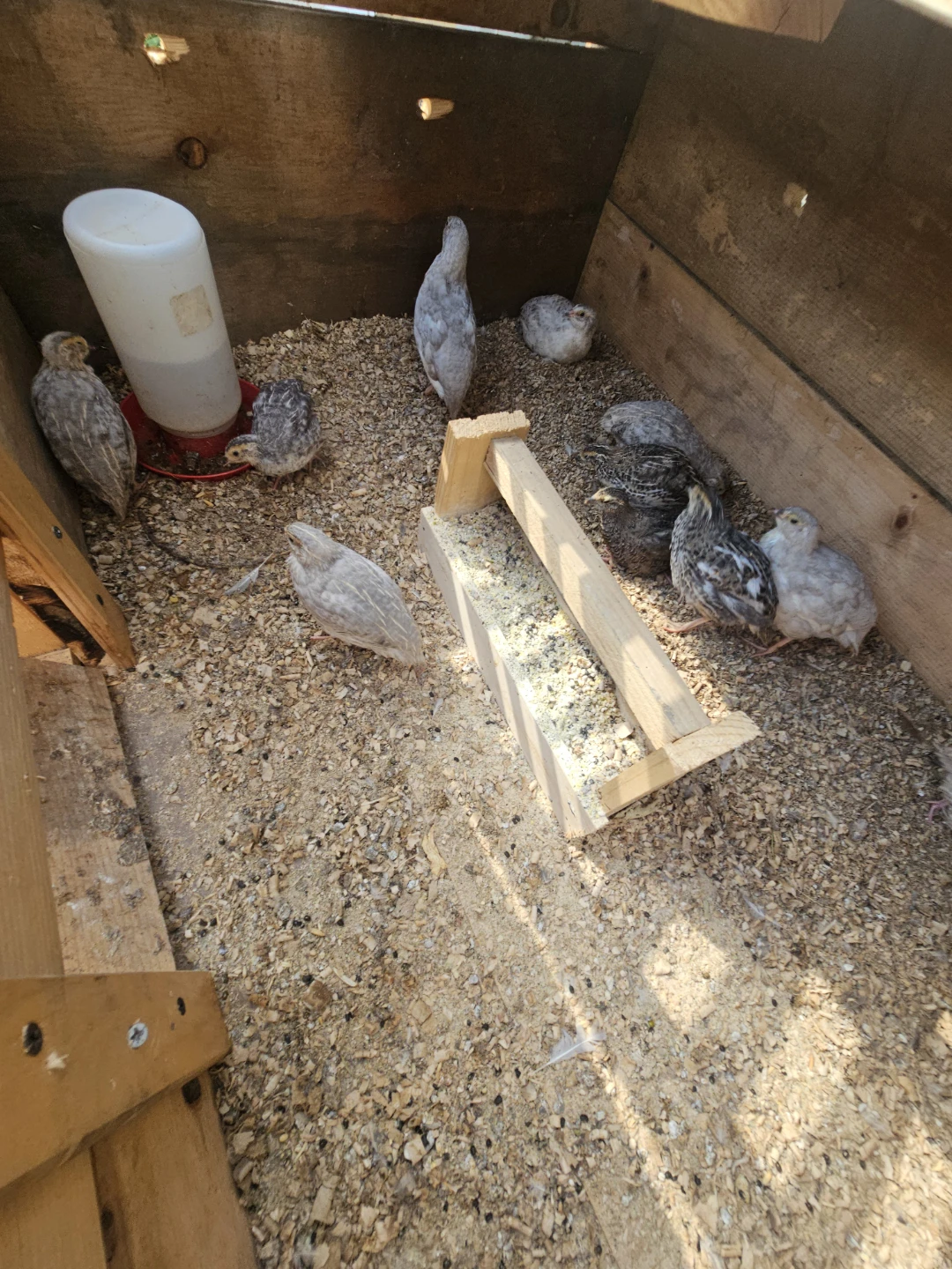 Quail flock