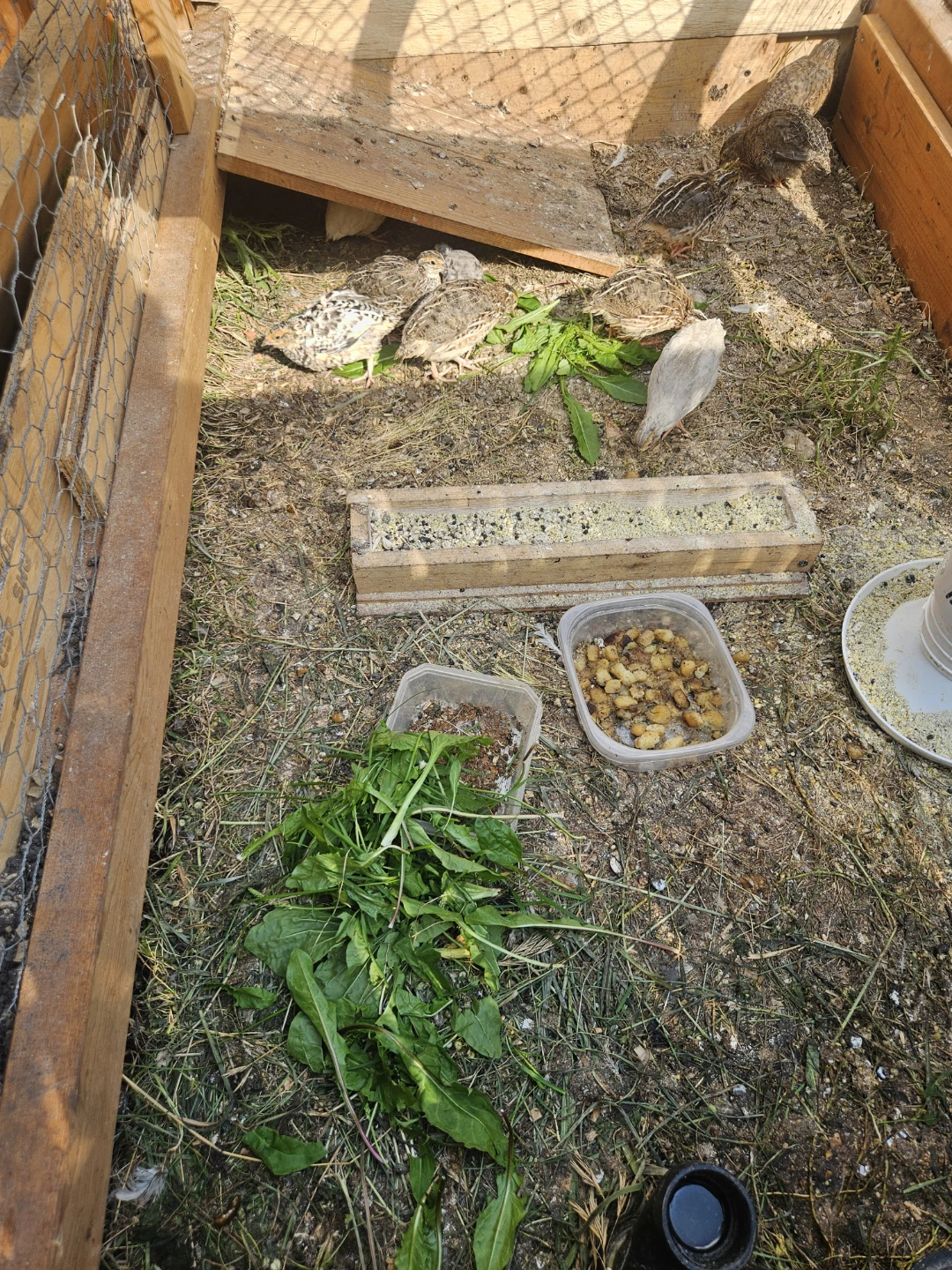 Quail flock - photo 2