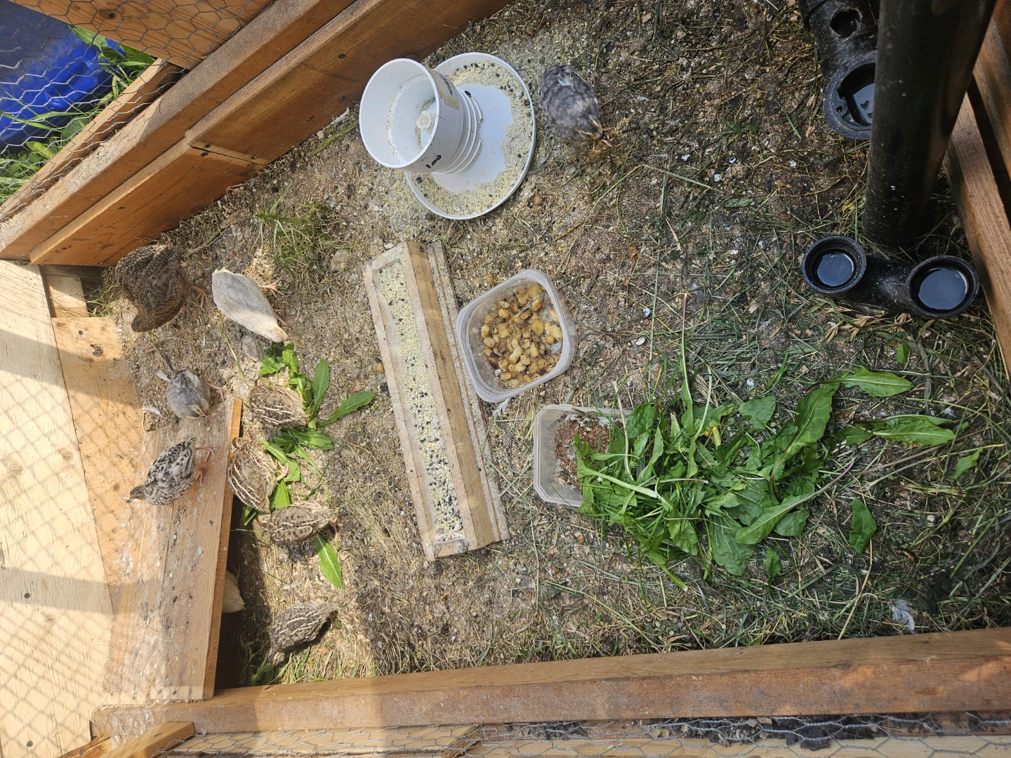 Quail flock - photo 3