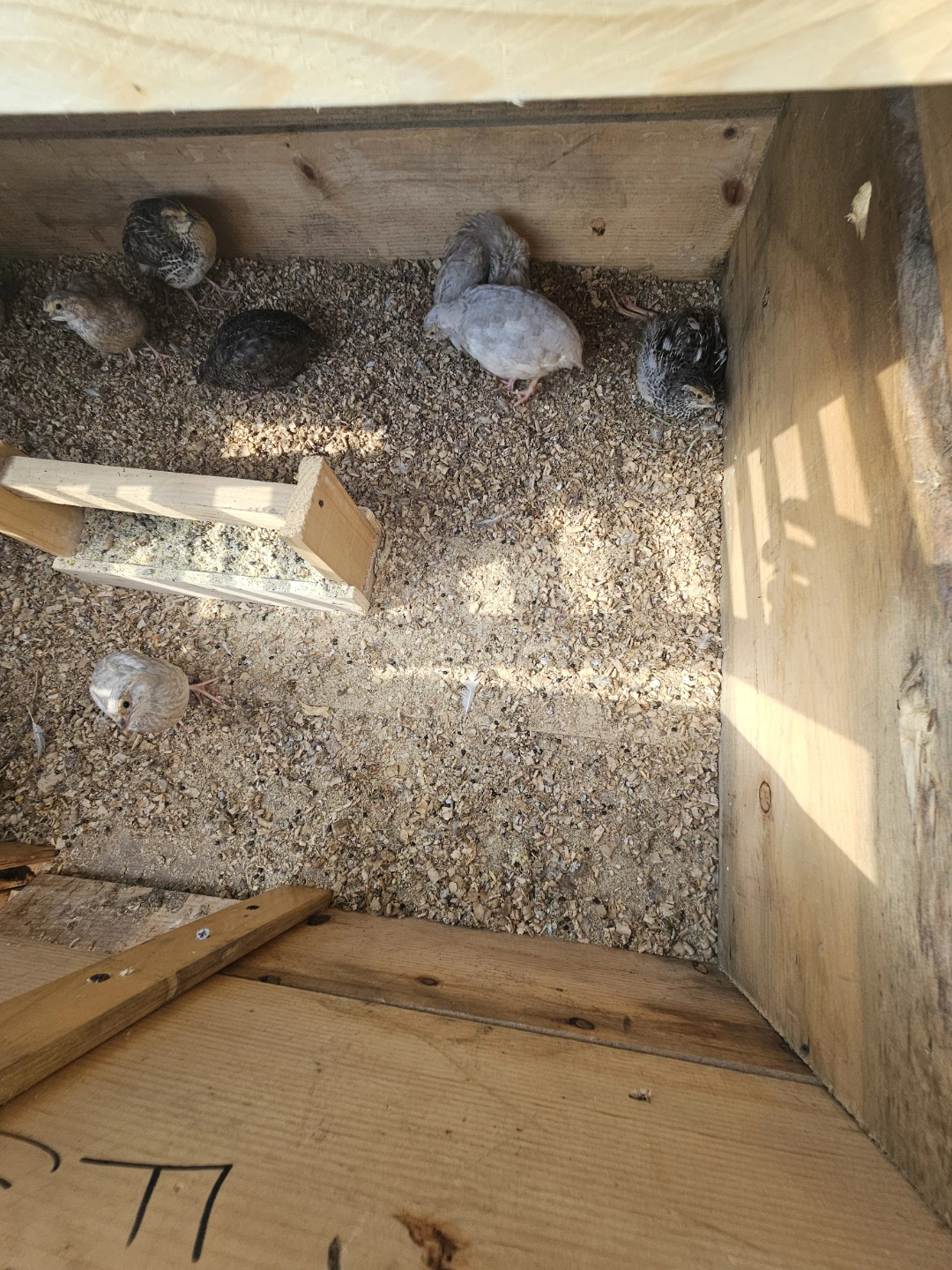 Quail flock - photo 4