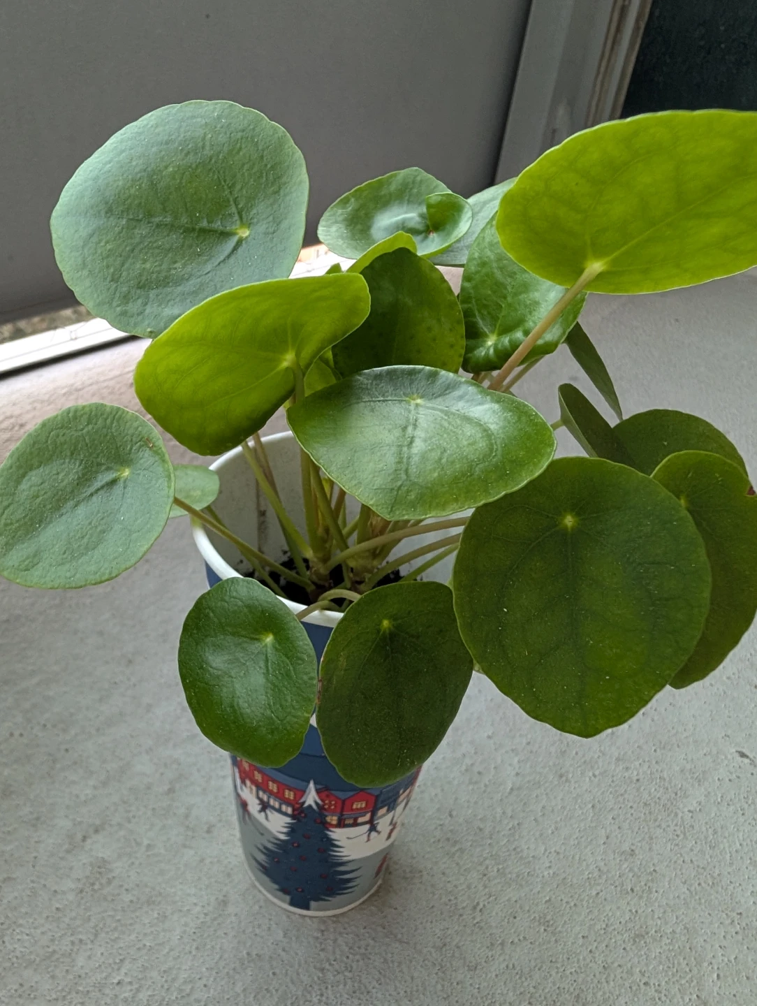 Chinese Money Plant (Pilea)