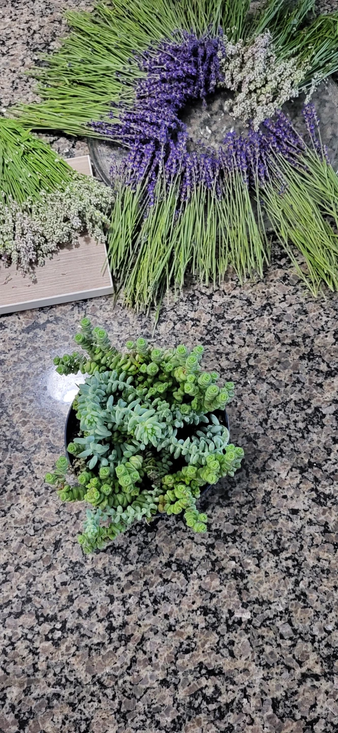 Crassula marinela  & Burro's Tails - photo 4