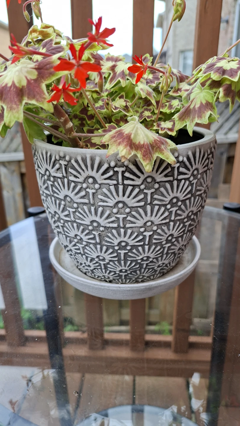 Potted geranium plant with red flowers - photo 3