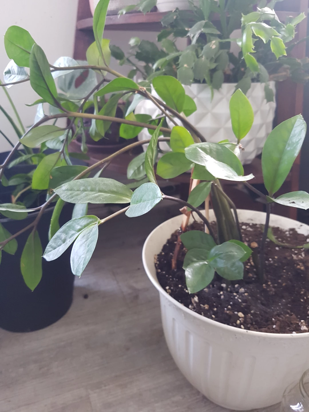 ZZ Plant in a White very Big Pot