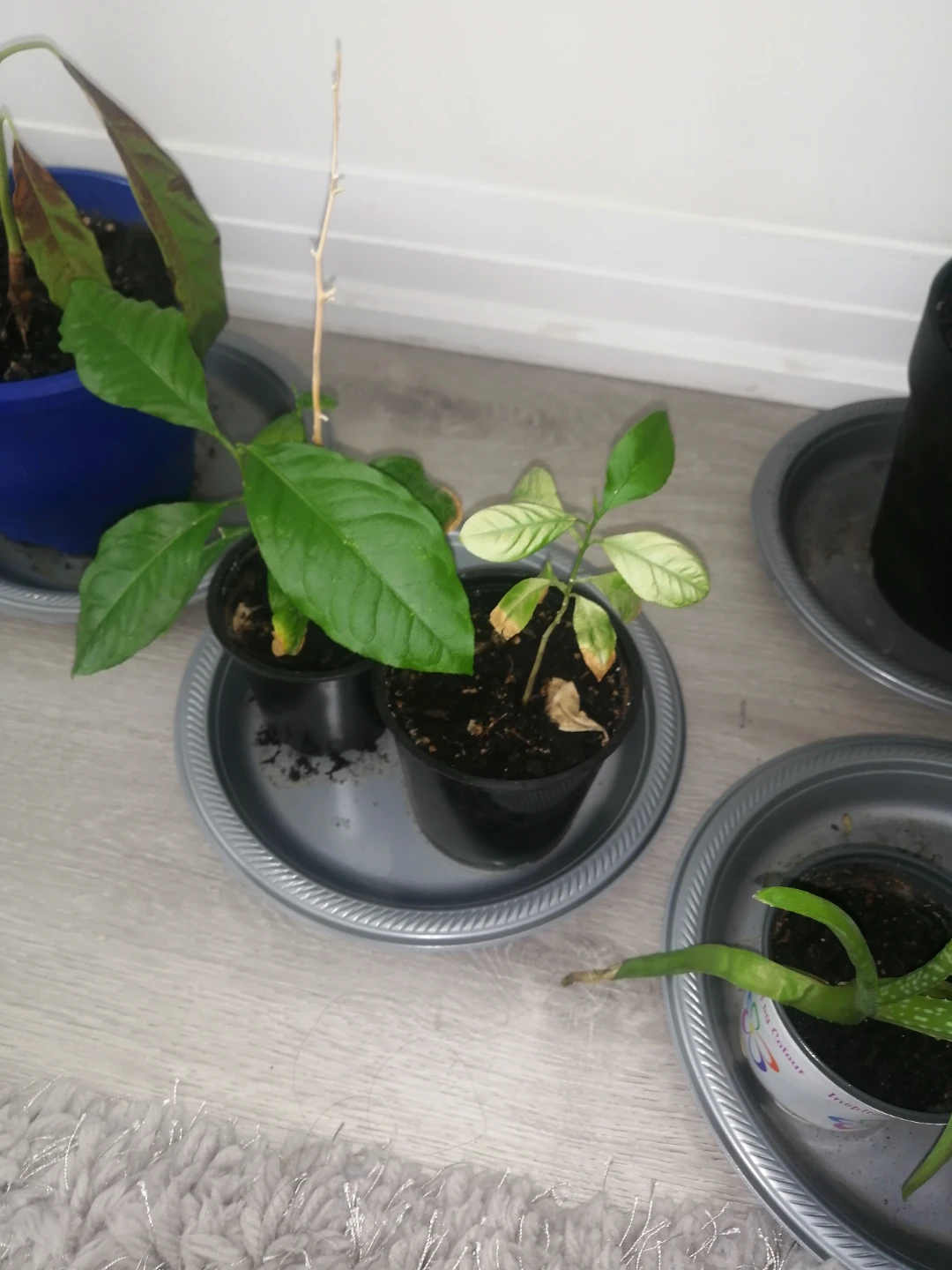 Lemon trees - photo 2