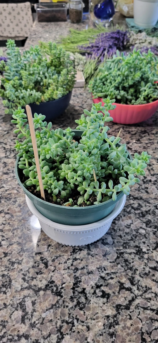 Burro's Tails - photo 2