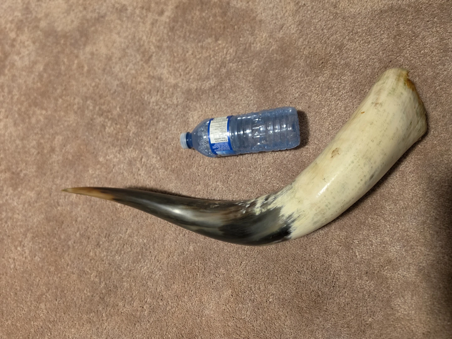Polished Horn ( Ethiopia )