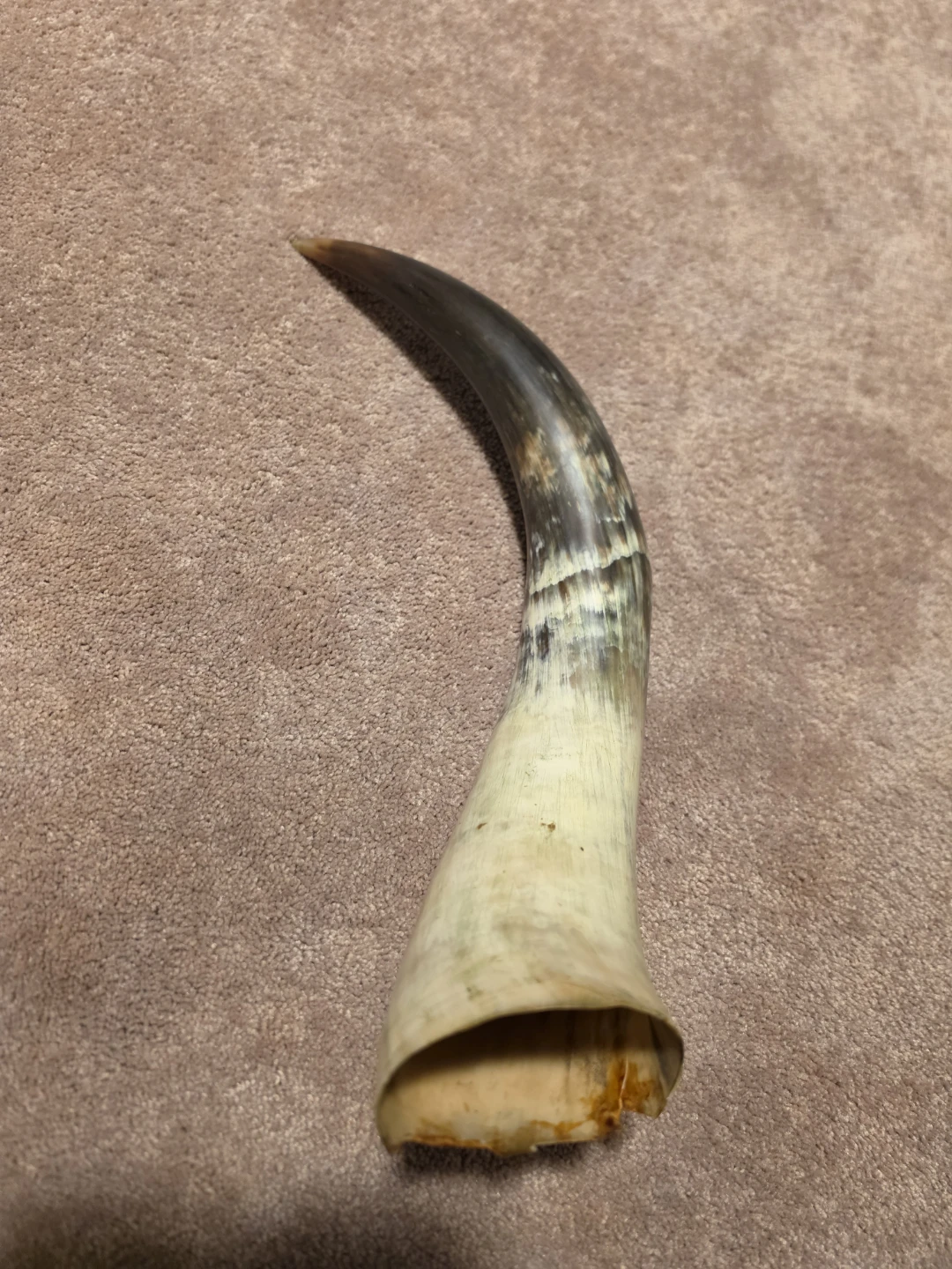 Polished Horn ( Ethiopia ) - photo 2