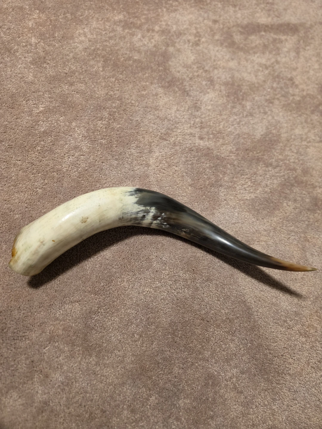 Polished Horn ( Ethiopia ) - photo 3