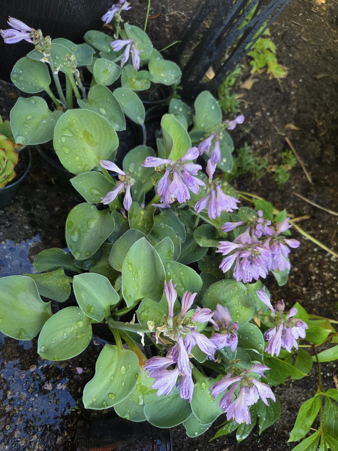 Hostas