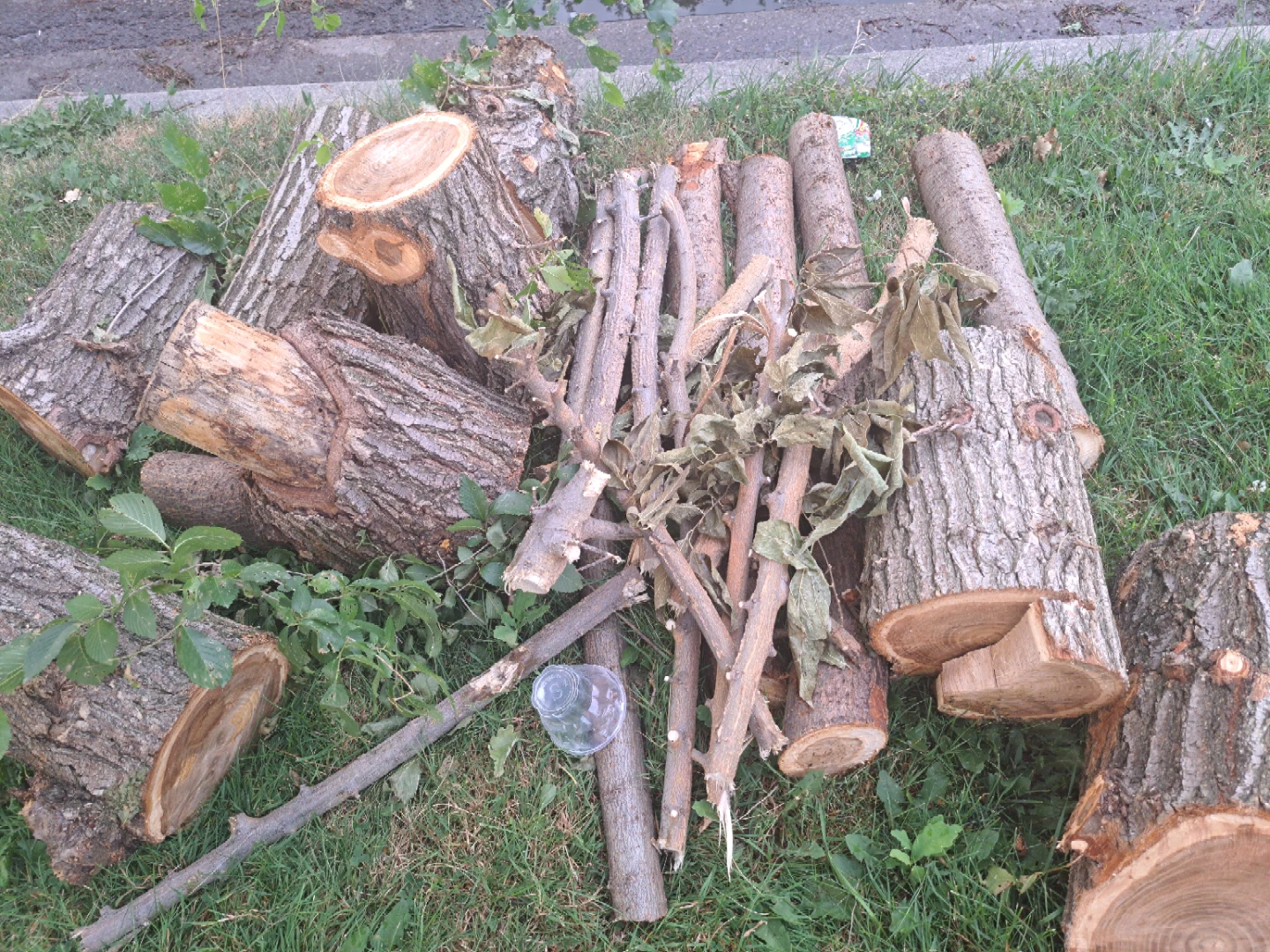 Firewood logs free