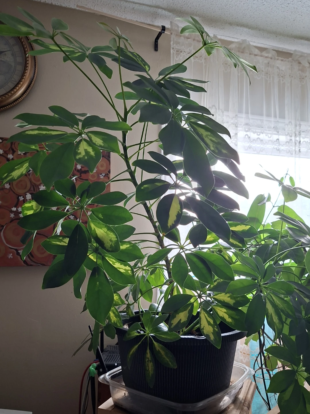 Schefflera Arboricola (Umbrella Tree) Healthy Indoor Plant - photo 2