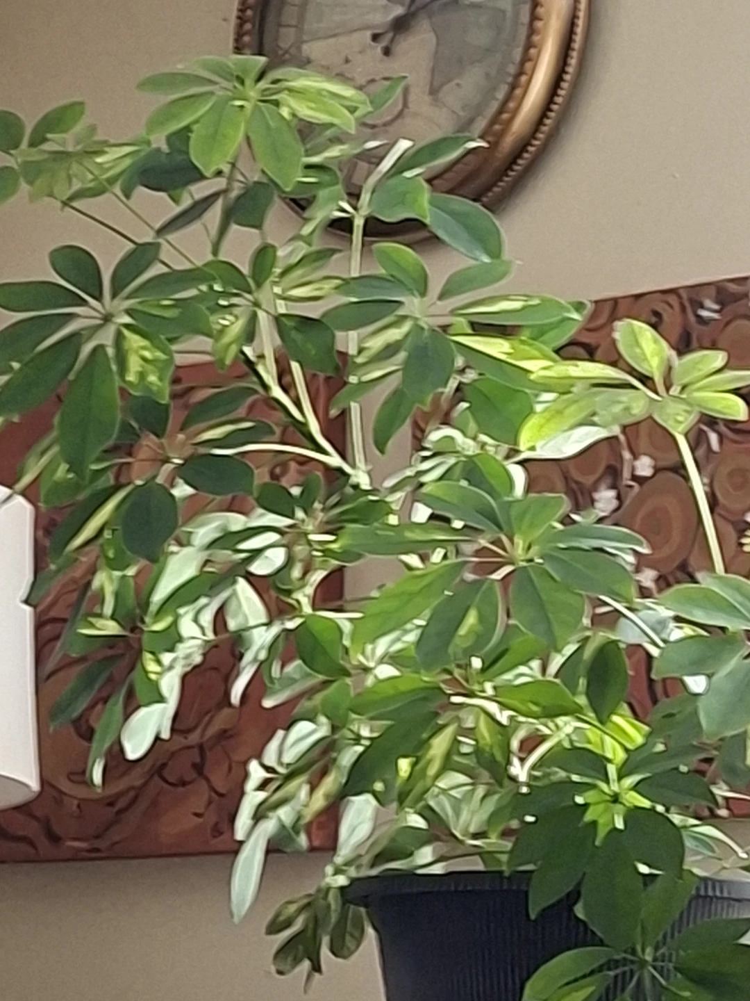 Schefflera Arboricola (Umbrella Tree) Healthy Indoor Plant - photo 3