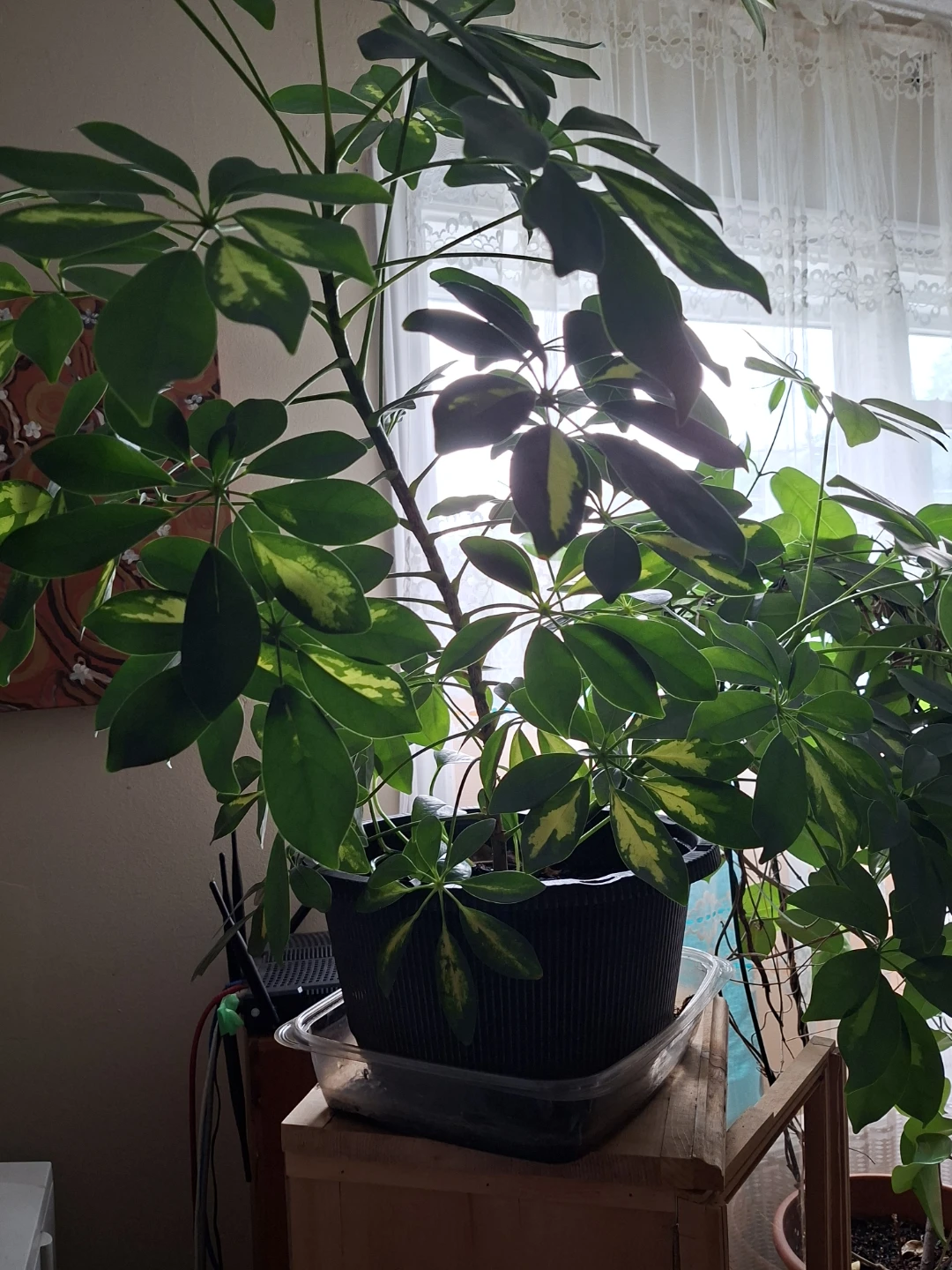 Schefflera Arboricola (Umbrella Tree) Healthy Indoor Plant - photo 5