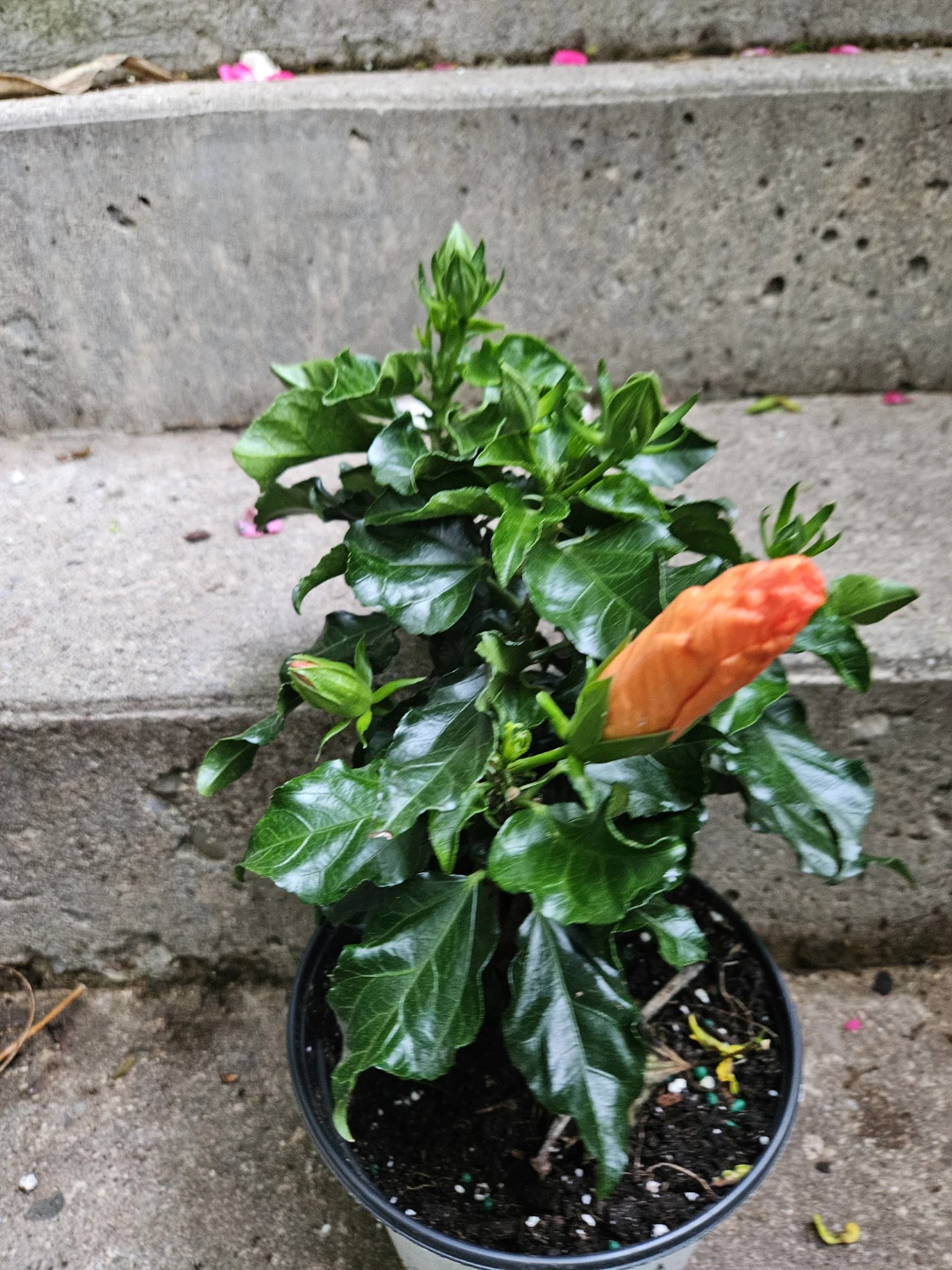 Orange Hibiscus Plant in 6"pot - photo 3