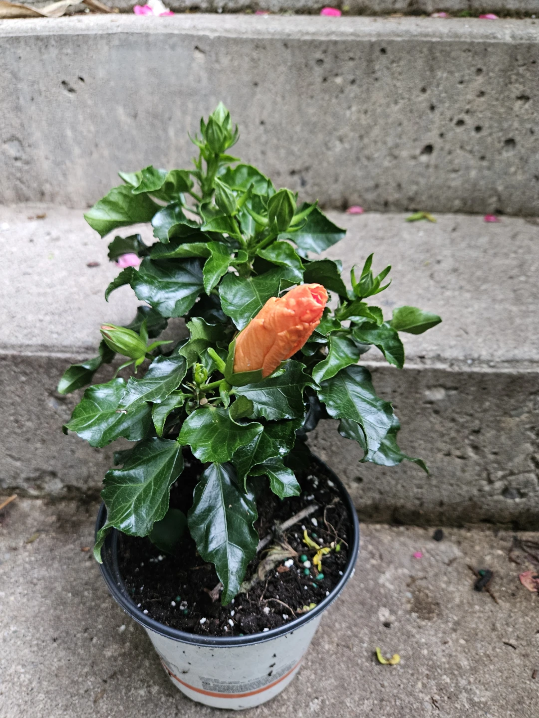 Orange Hibiscus Plant in 6"pot - photo 4