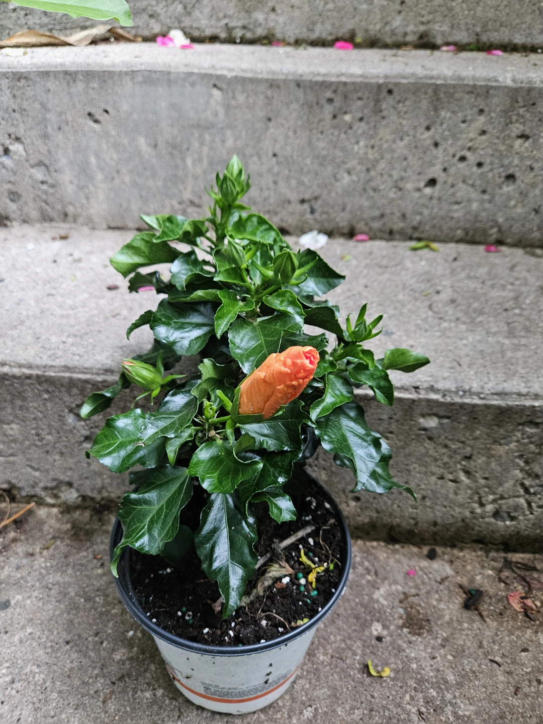 Orange Hibiscus Plant in 6"pot - photo 5