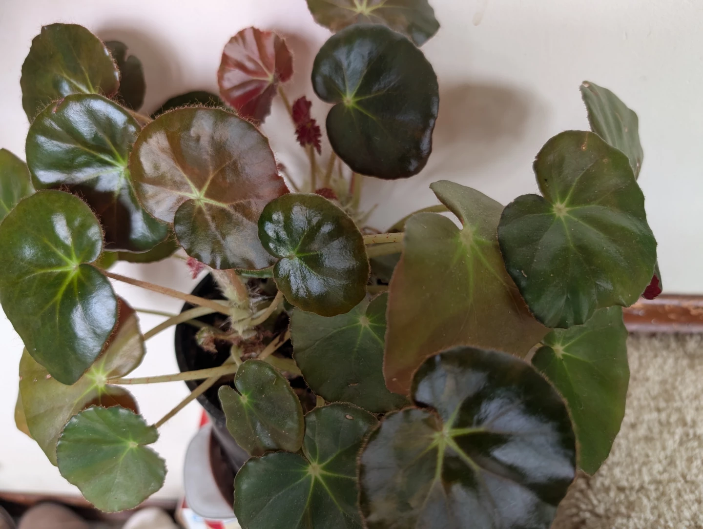 Healthy Indoor Beefsteak Begonia (Begonia x erythrophylla) - photo 2