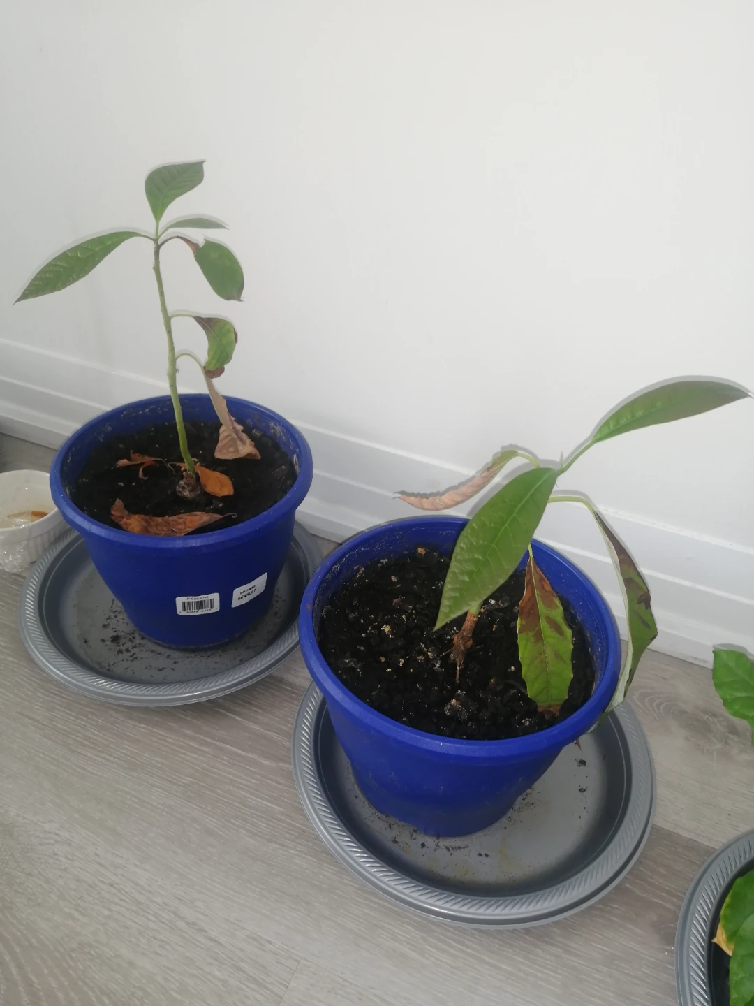 Avocado Plant in Pot