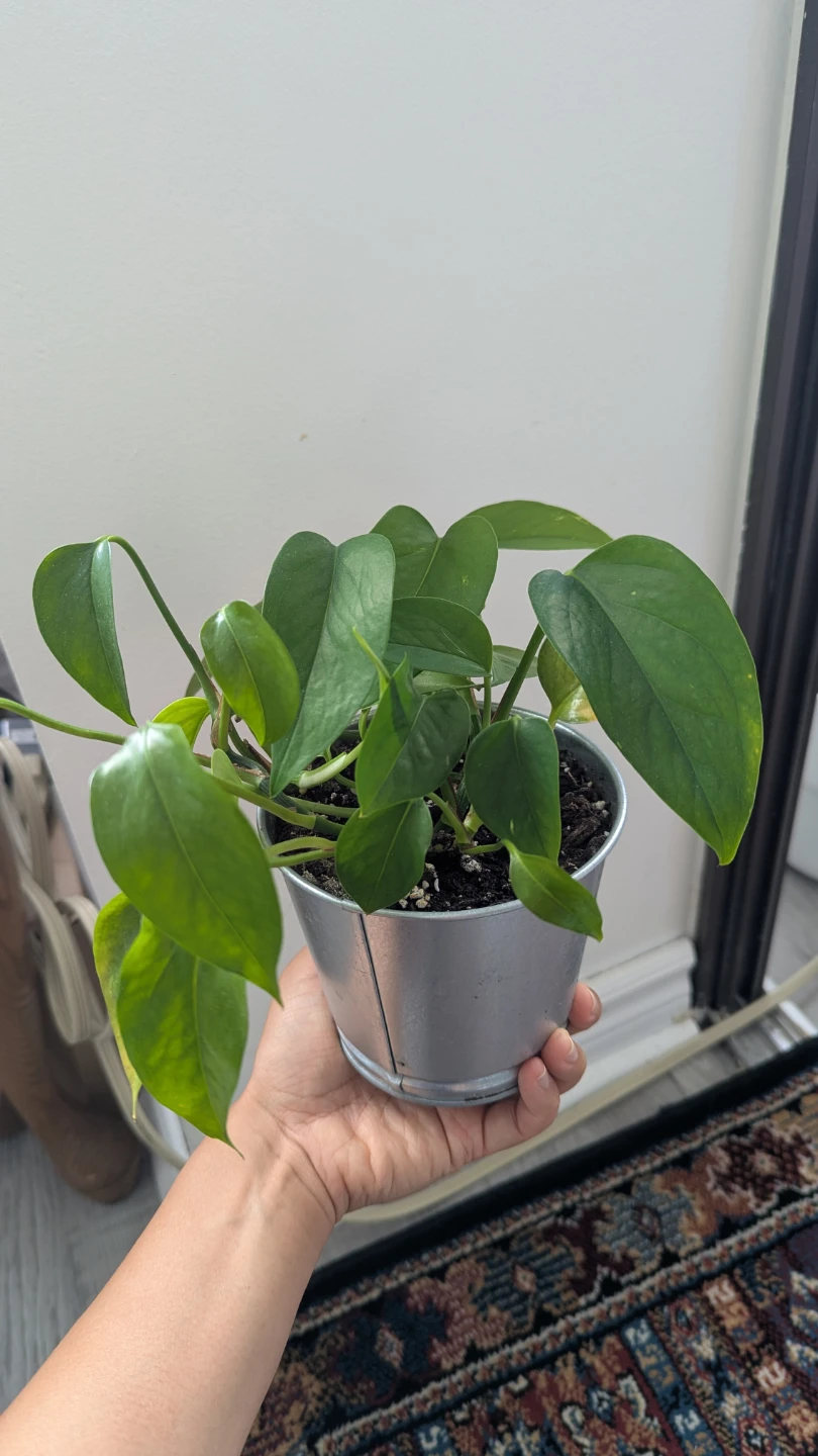 Healthy Pothos Plant in Silver Pot