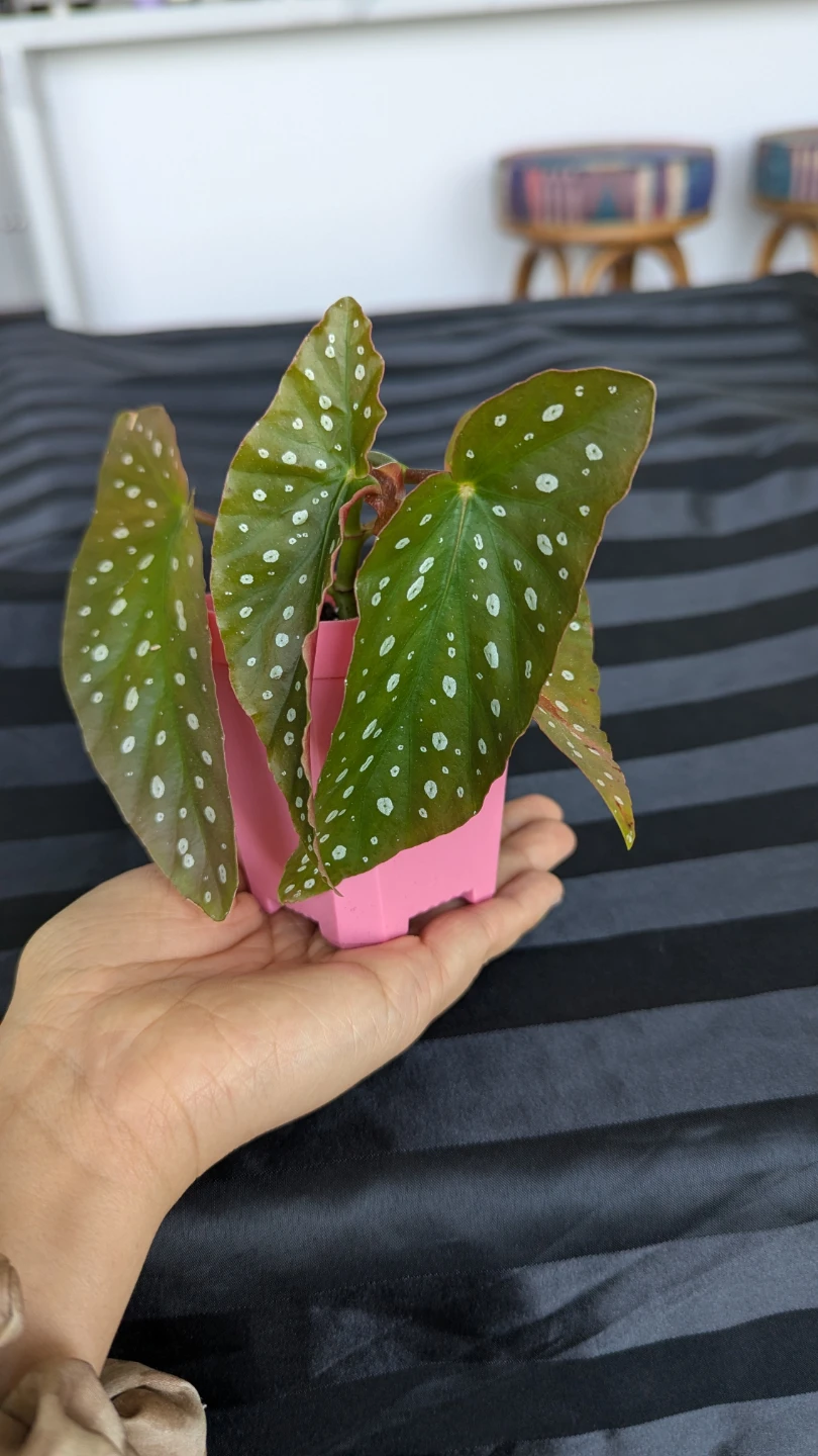 Begonia Maculata Plant