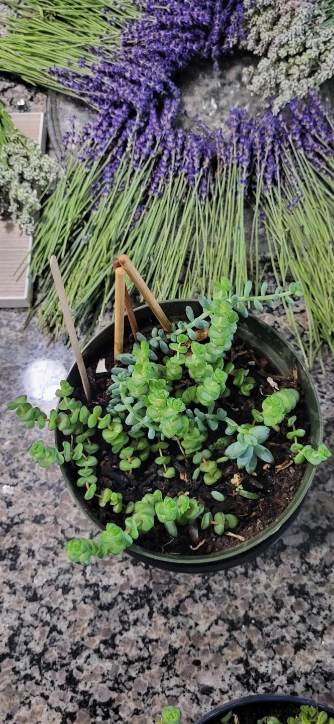 Crassula marinela & Burro's Tails