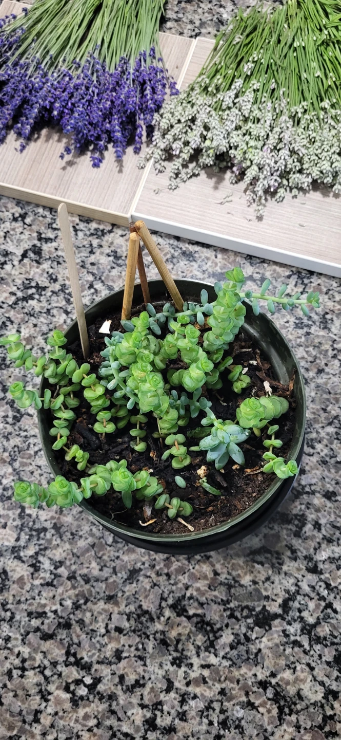 Crassula marinela & Burro's Tails - photo 2