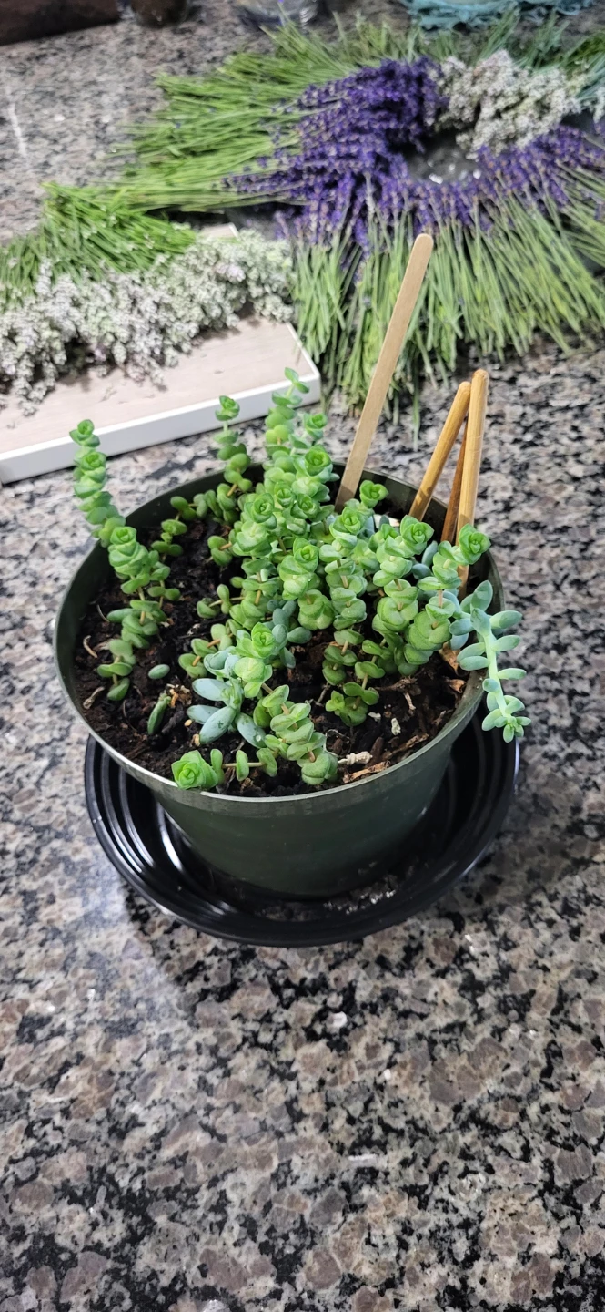 Crassula marinela & Burro's Tails - photo 3