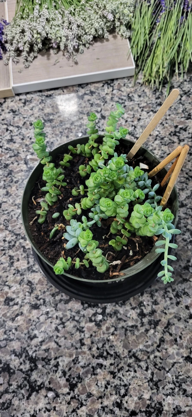 Crassula marinela & Burro's Tails - photo 4