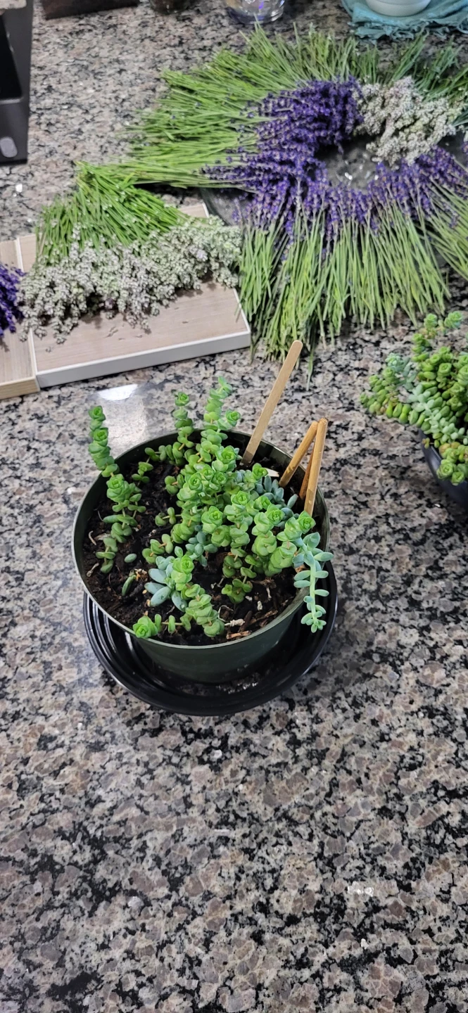 Crassula marinela & Burro's Tails - photo 5