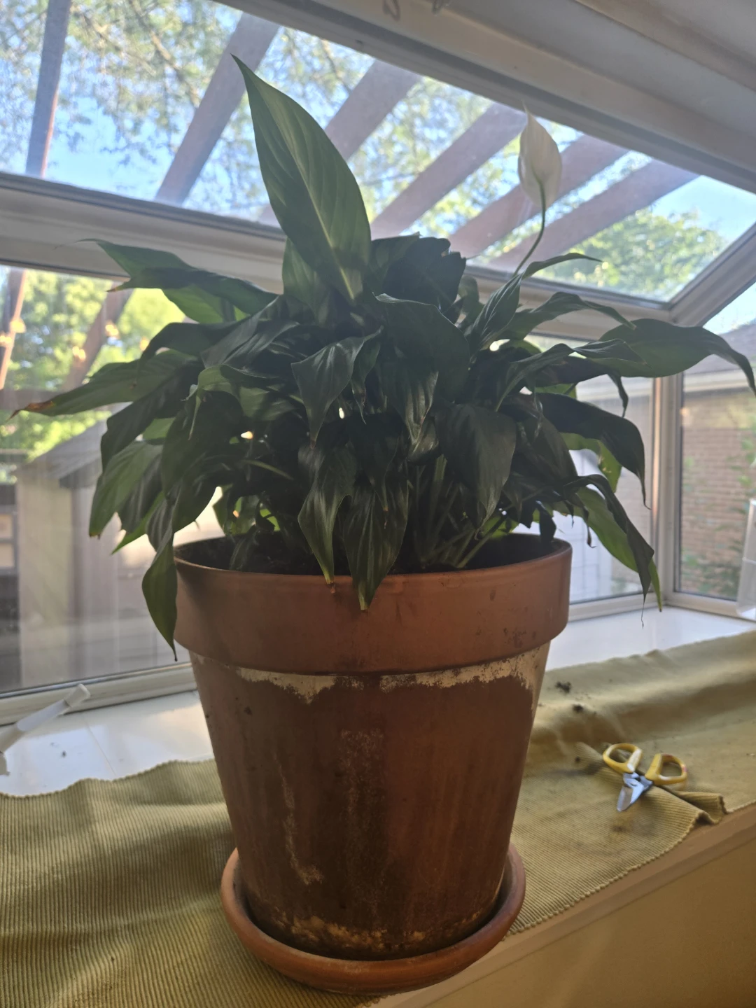 Potted Peace Lily Plant