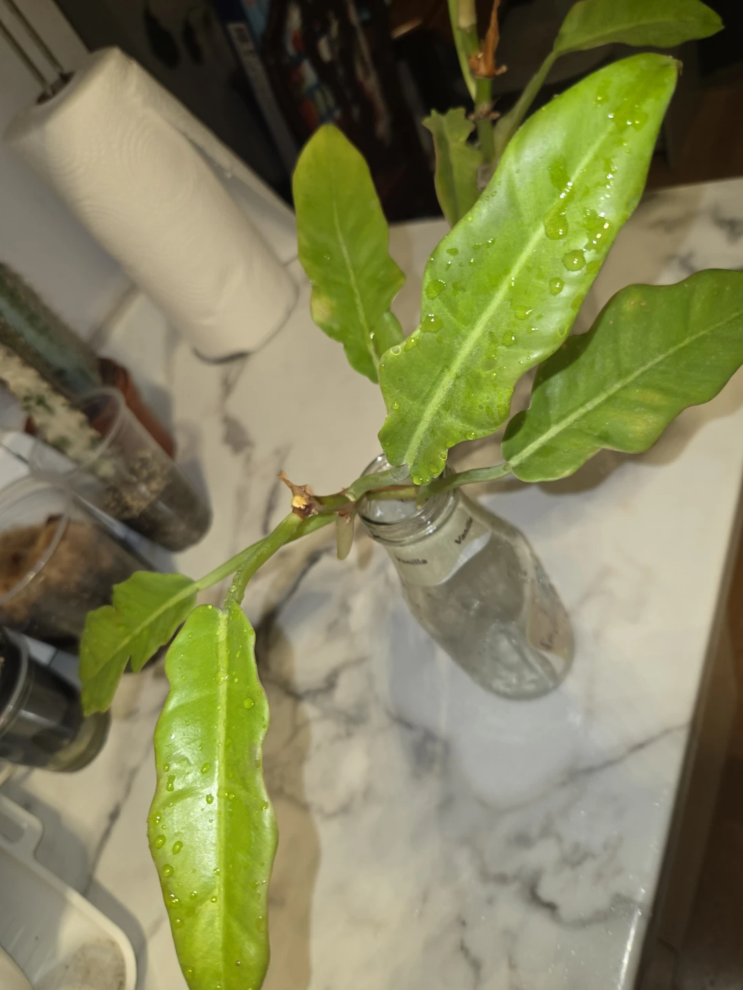 Philodendron RING OF FIRE✨️🔥, CUTTINGS✨️🌿 - photo 3