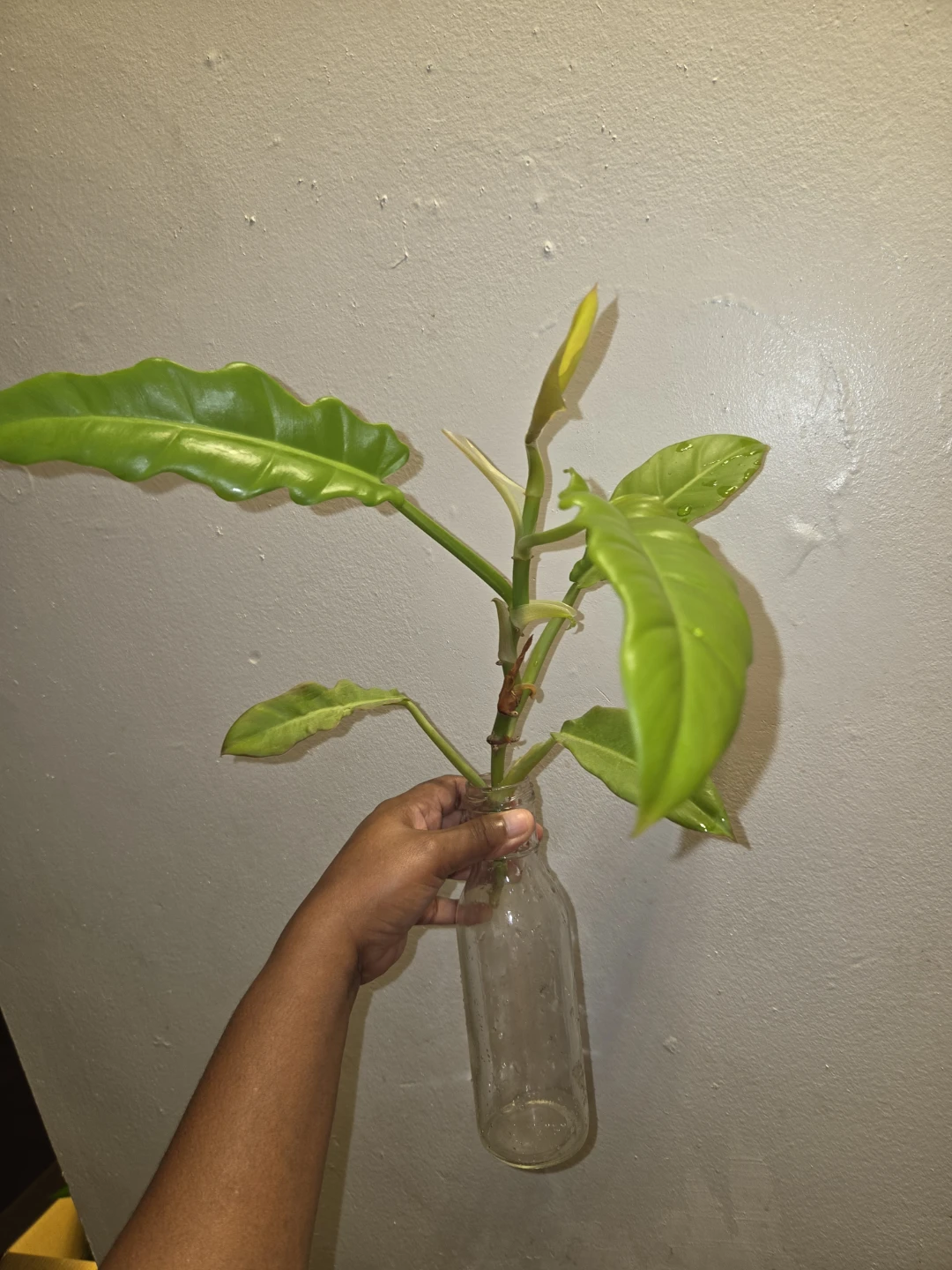 Philodendron RING OF FIRE✨️🔥, CUTTINGS✨️🌿