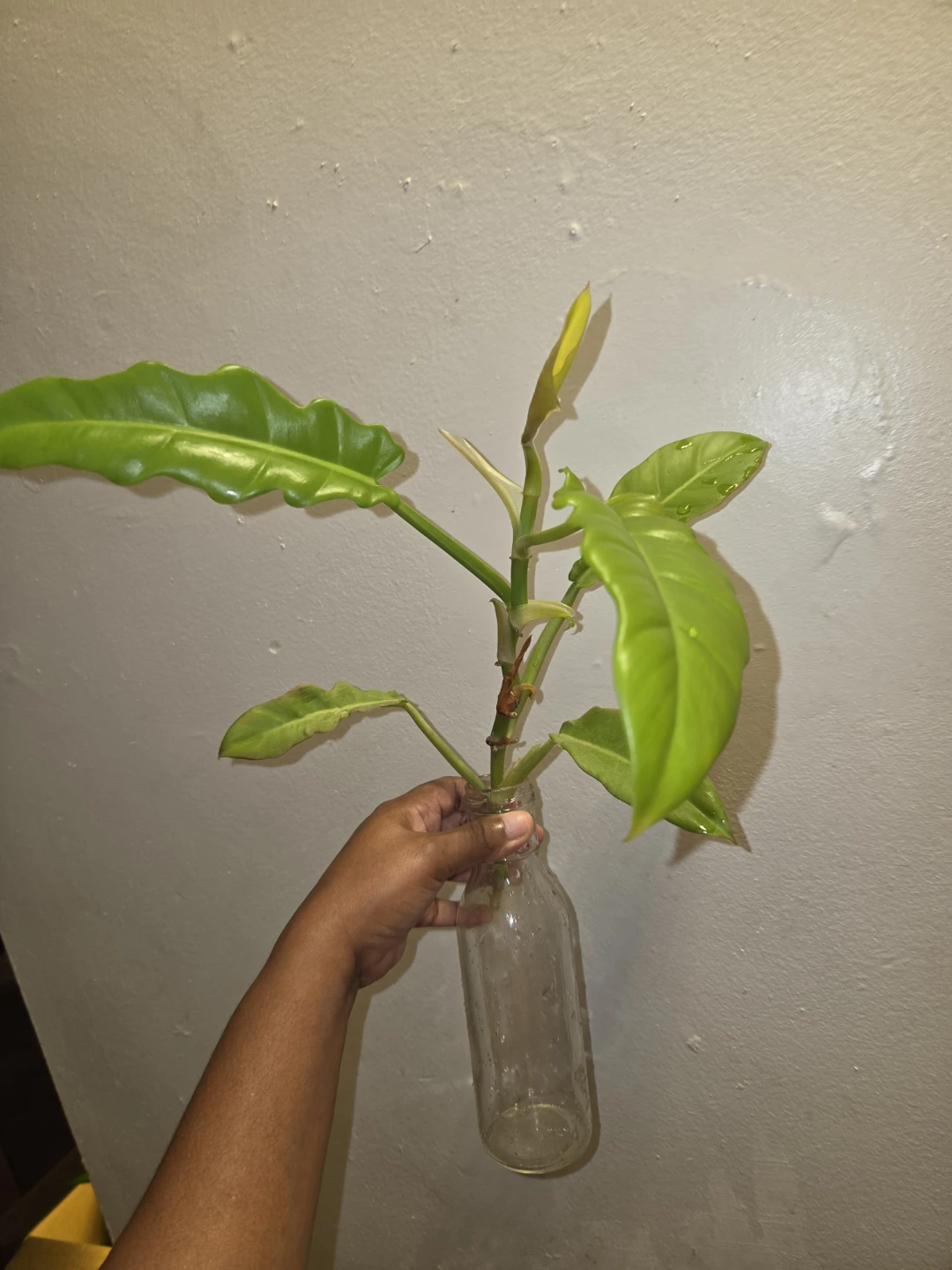 Philodendron RING OF FIRE✨️🔥, CUTTINGS✨️🌿 - photo 4