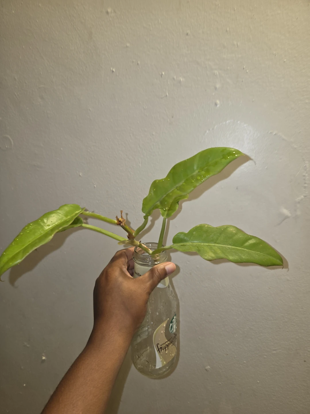 Philodendron RING OF FIRE✨️🔥, CUTTINGS✨️🌿 - photo 5