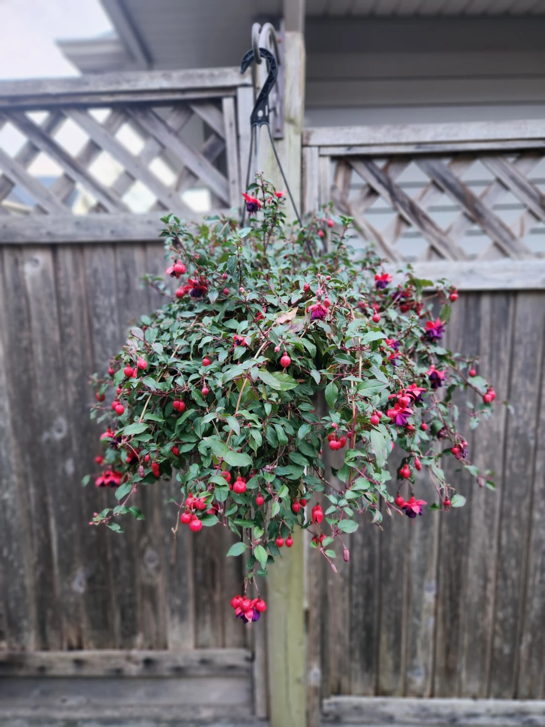 Hanging Fuchsia Basket - photo 2