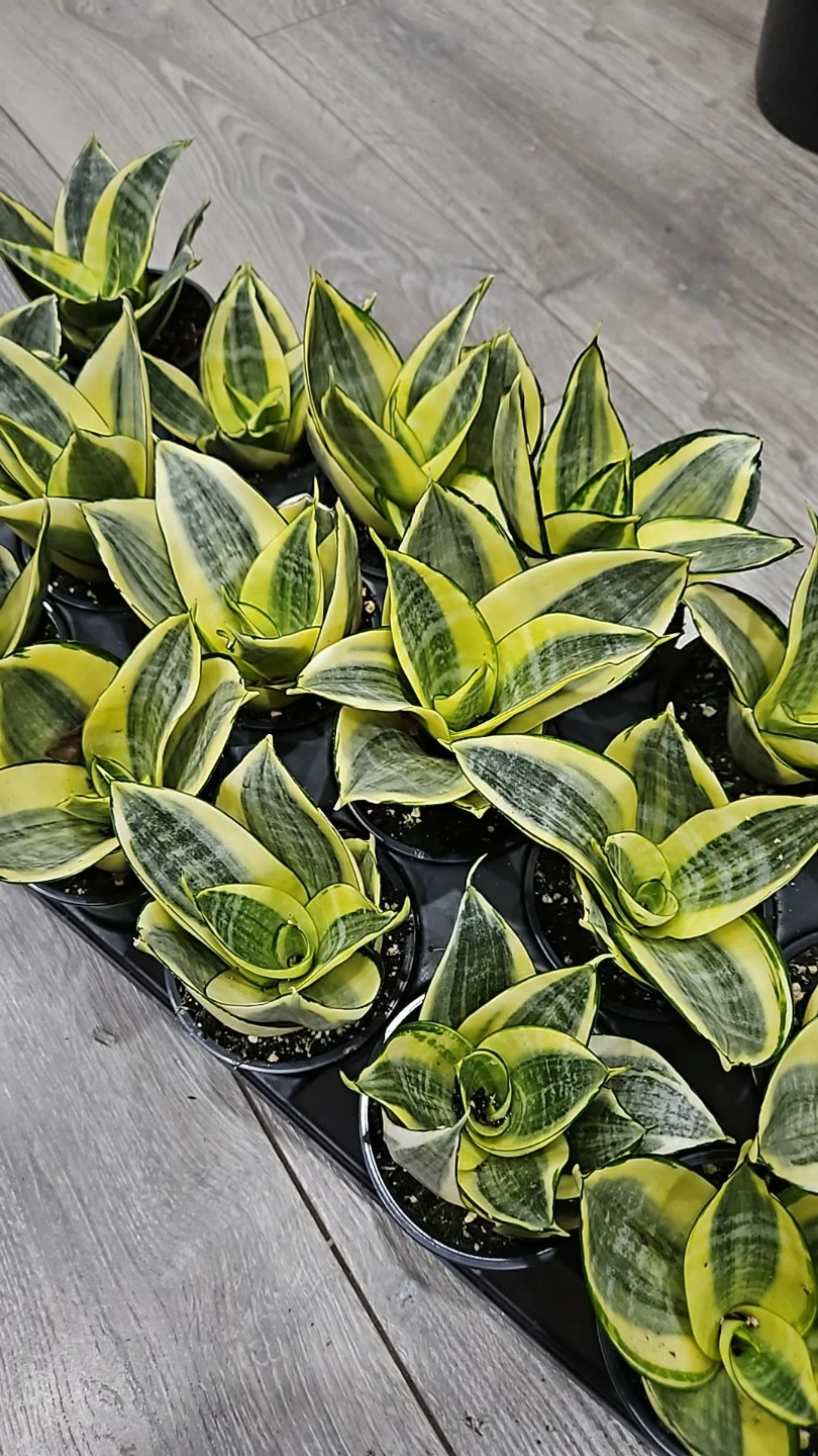 Snake Plant (Sansevieria) - Potted