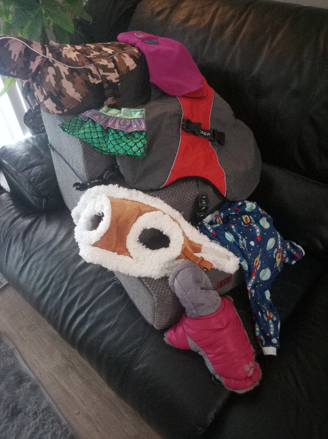 10-20$ dog coats and accessories