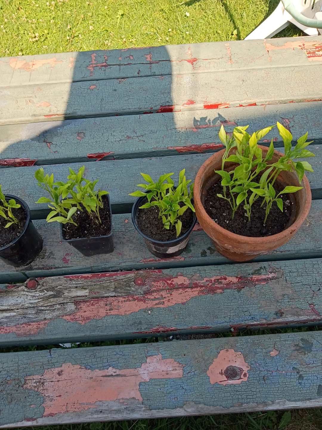 Young Pepper Plants _ sweet long pepper