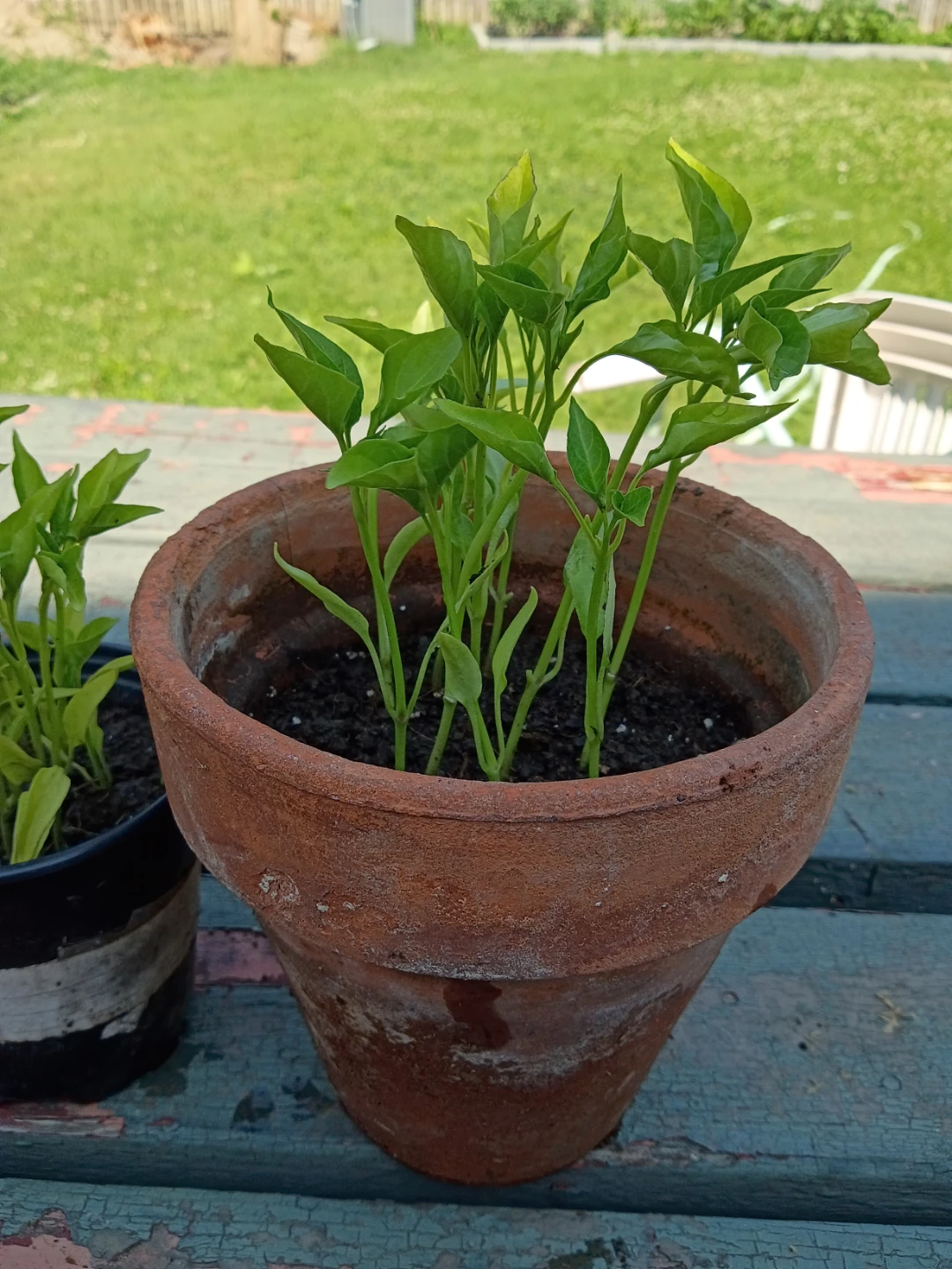 Young Pepper Plants _ sweet long pepper - photo 2
