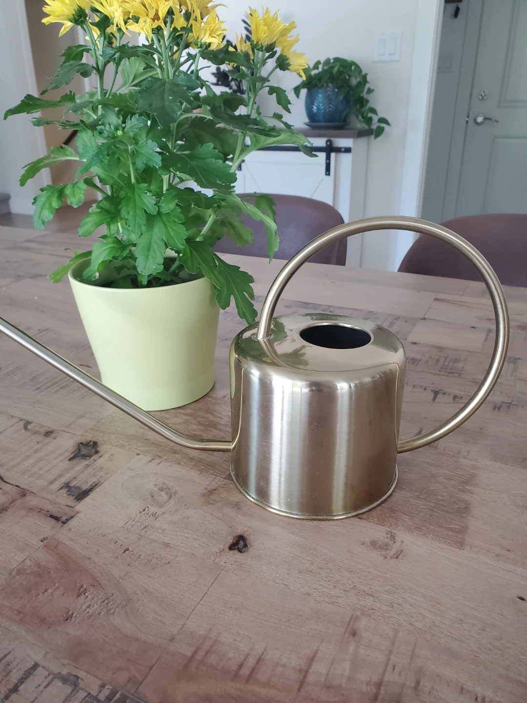 New - Rook & Rose Classic Watering Can