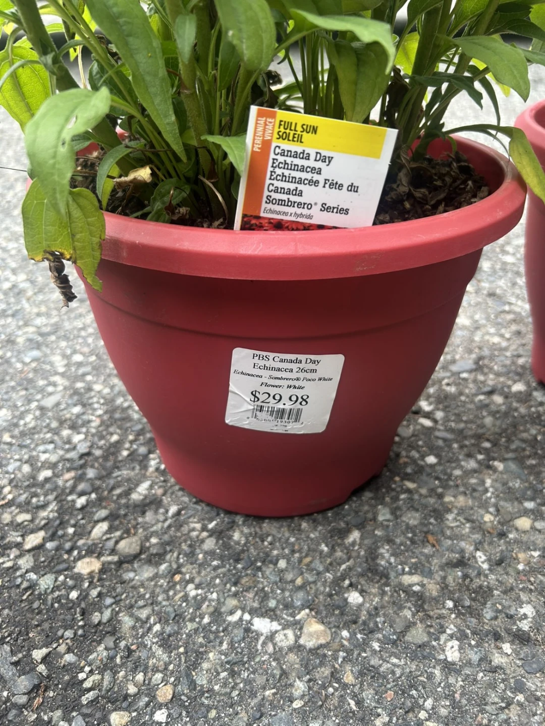 Echinacea 'Canada Day' White Coneflower Plant