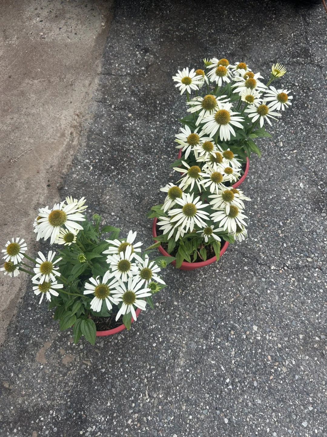 Echinacea 'Canada Day' White Coneflower Plant - photo 3