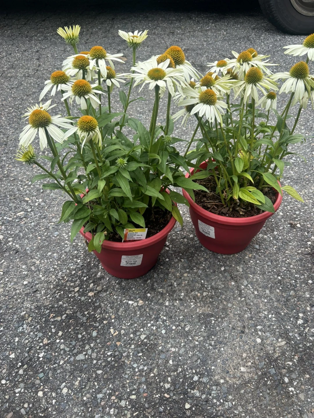 Echinacea 'Canada Day' White Coneflower Plant - photo 4