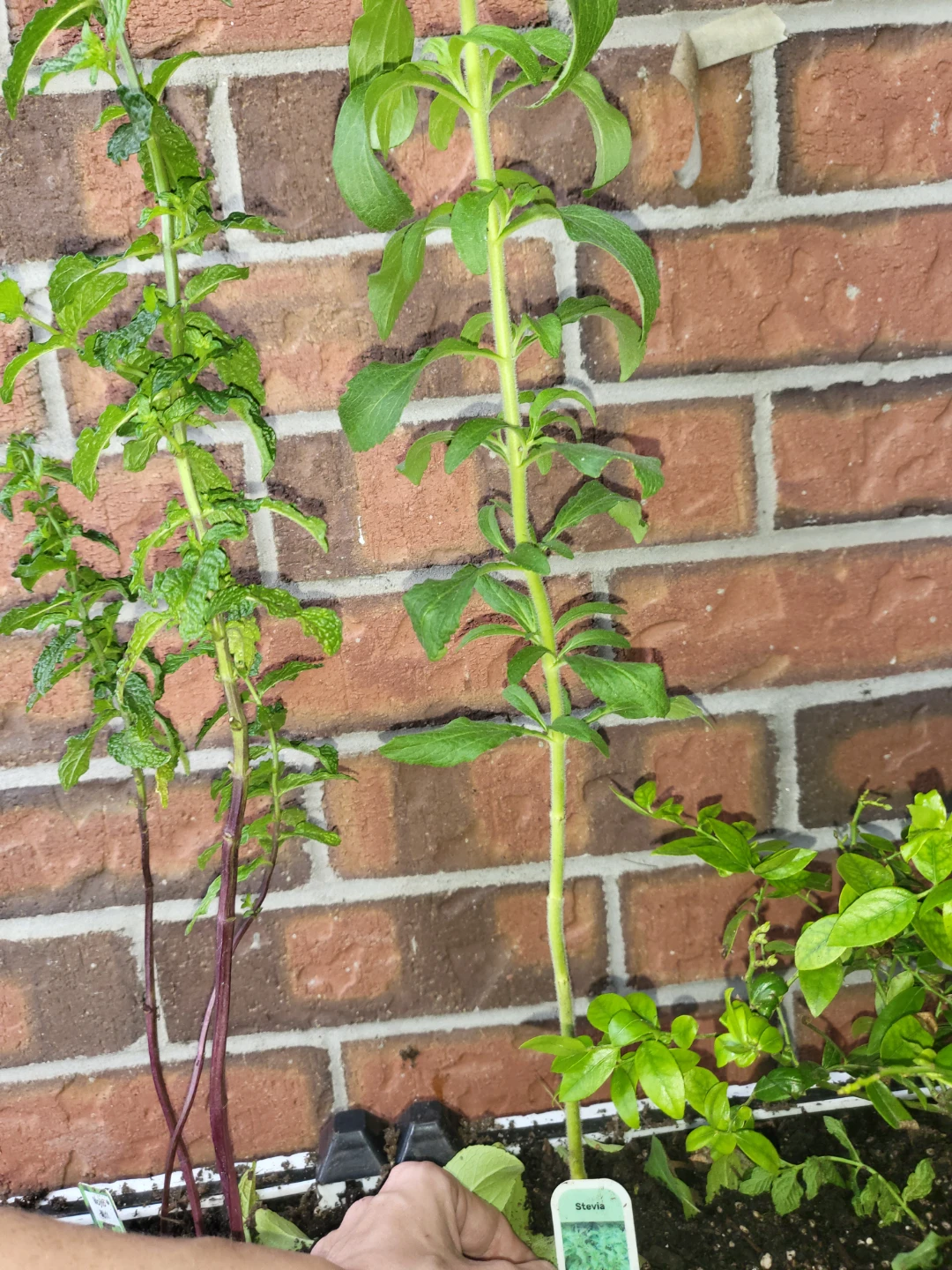Stevia Plant leaves for coffee or tea